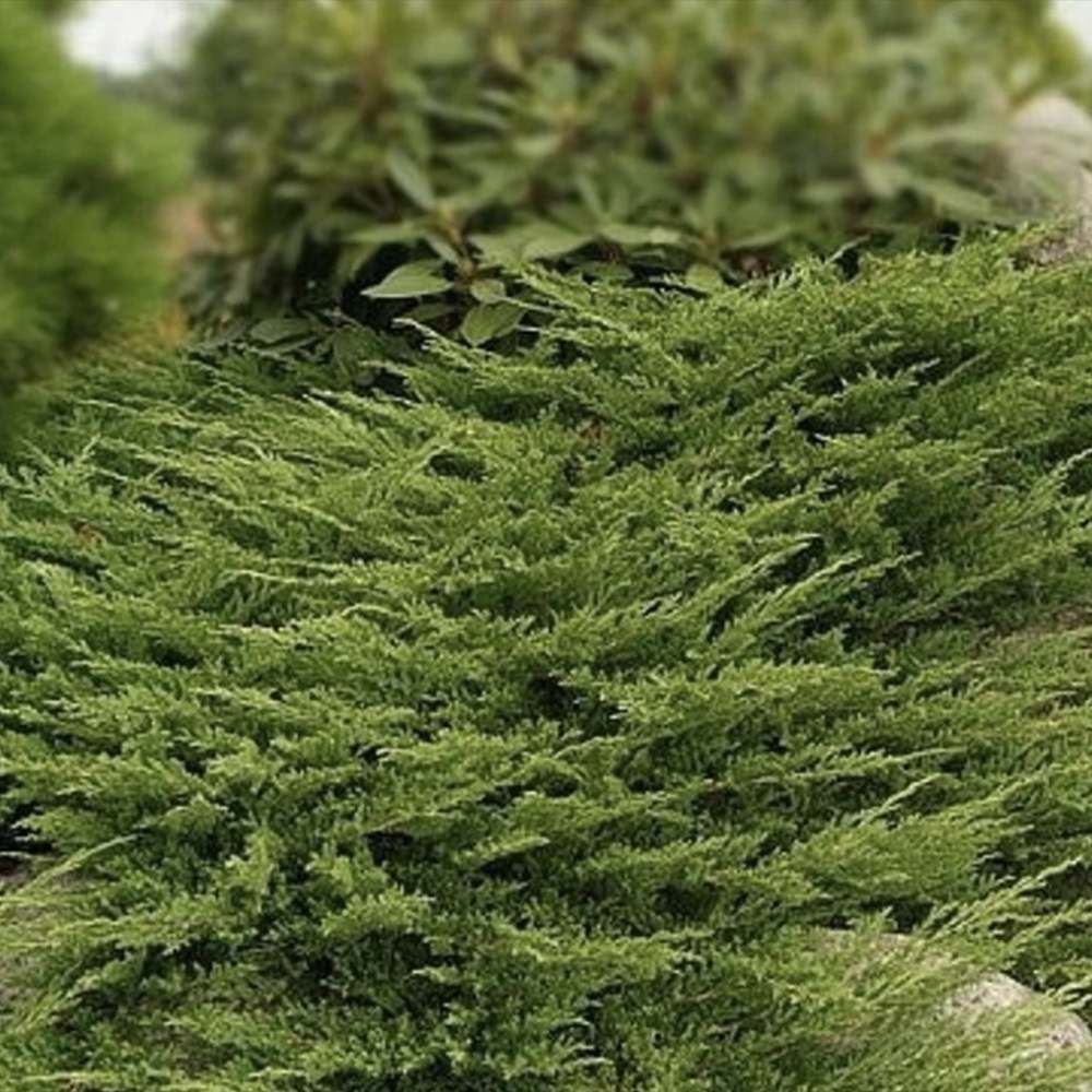 Ienupar Prince Of Wales, tarator, frunzis verde, fructe decorative albastru-purpurii, ideal pentru bordusi si taluzi