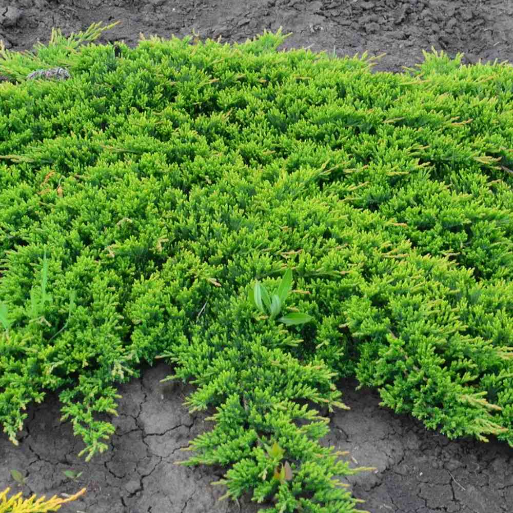 Ienupar Prince Of Wales, tarator, frunzis verde, fructe decorative albastru-purpurii, ideal pentru bordusi si taluzi