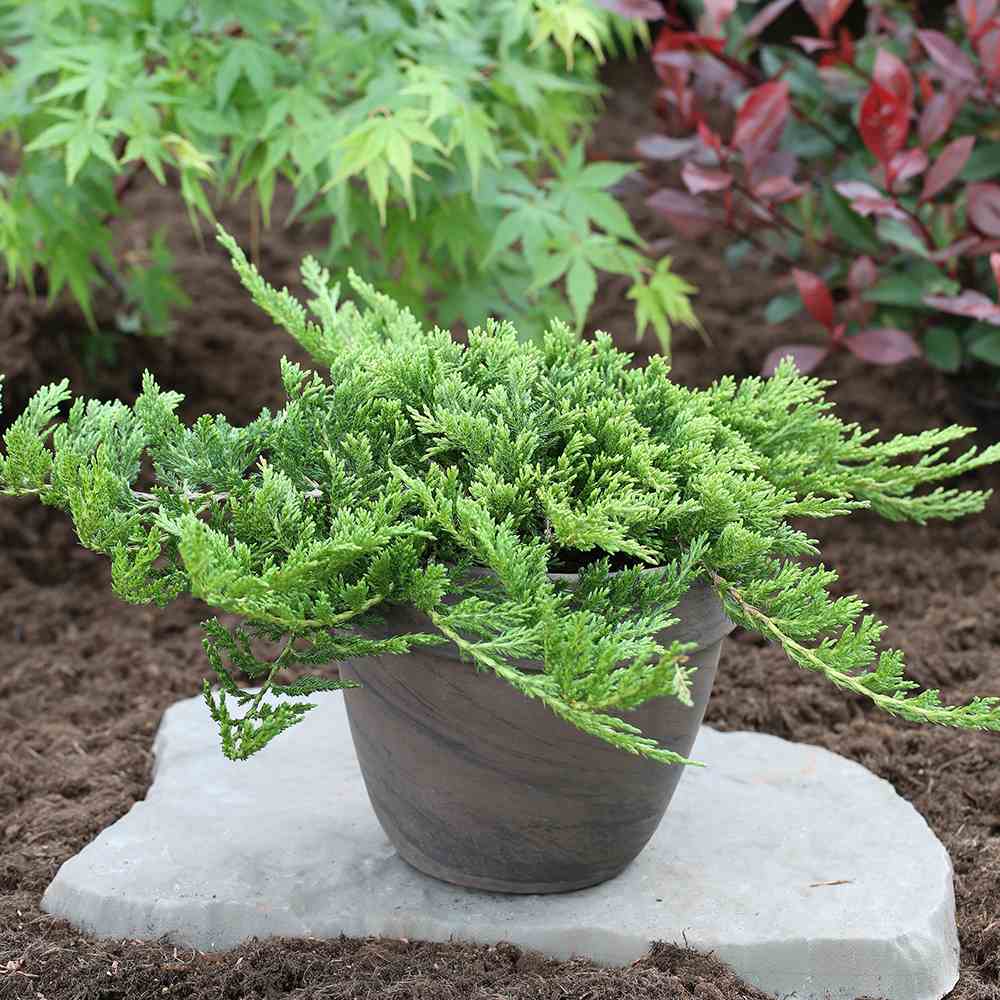 Ienupar Prince Of Wales, tarator, frunzis verde, fructe decorative albastru-purpurii, ideal pentru bordusi si taluzi