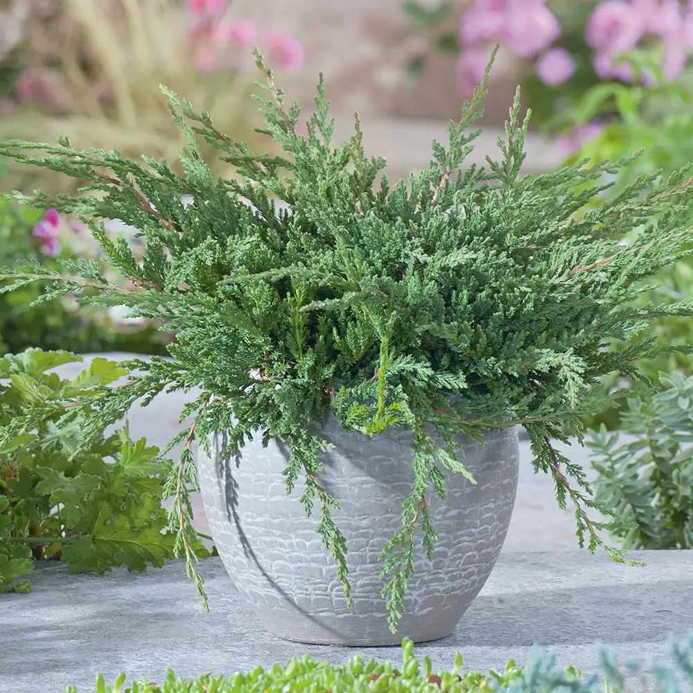 Ienupar Prince Of Wales, tarator, frunzis verde, fructe decorative albastru-purpurii, ideal pentru bordusi si taluzi