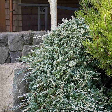 Ienupar Wiltonii, tarator, frunzis albastru argintiu, formeaza covoare dense, Ideal taluzuri si stancarii
