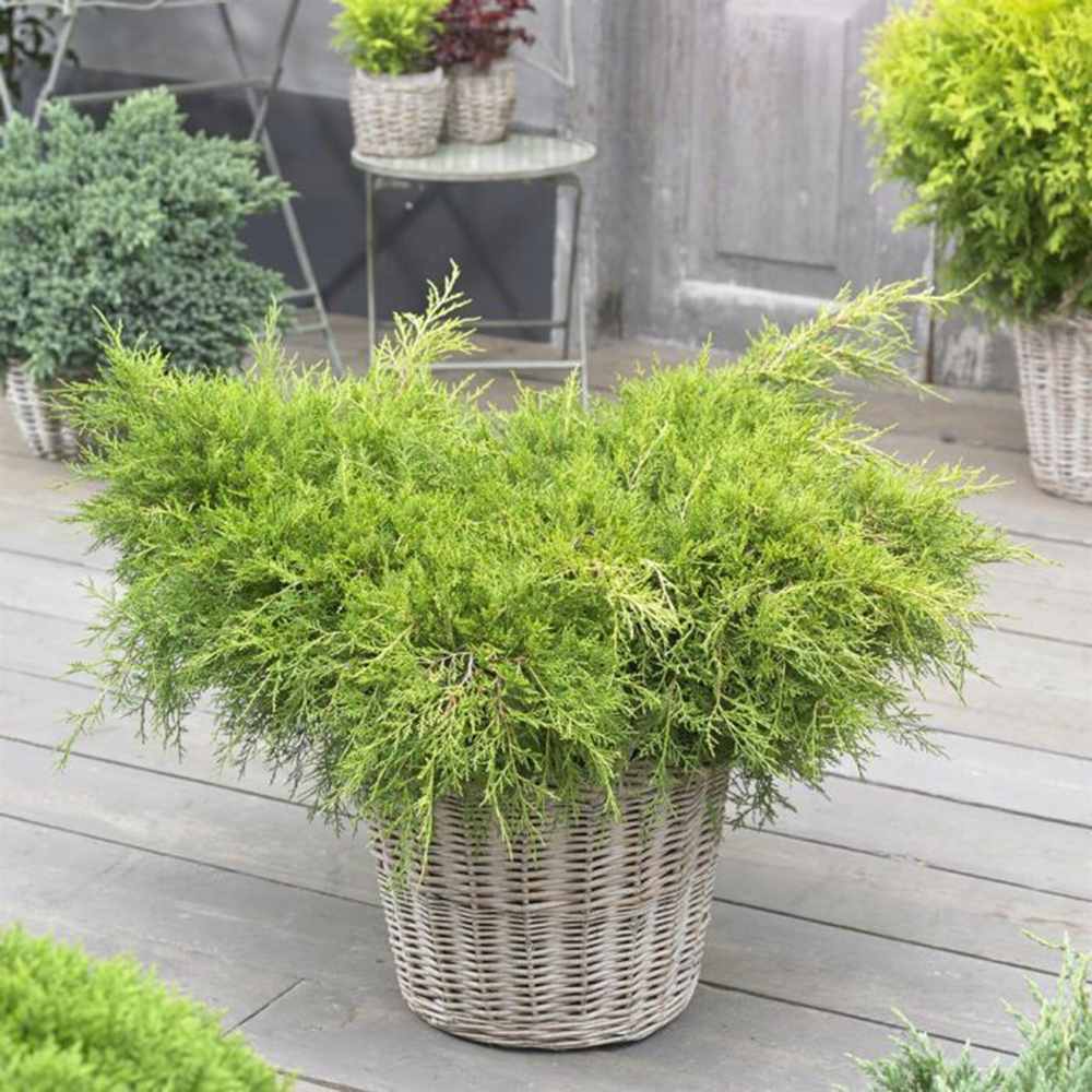 Ienupar Old Gold, tarator, conifer decorativ, frunzis auriu-verde, ideal pentru taluzuri si stancarii