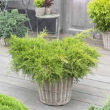 Ienupar Old Gold, tarator, conifer decorativ, frunzis auriu-verde, ideal pentru taluzuri si stancarii
