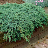 Ienupar Blue Carpet, tarator, conifer decorativ cu frunzis albastru, crestere rapida, raspandire plana