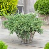 Ienupar Blue Carpet, tarator, conifer decorativ cu frunzis albastru, crestere rapida, raspandire plana