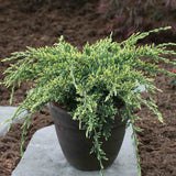 Ienupar Holger, tarator, cu frunzis verde-albastrui, conifer pitic, compact, de ghiveci sau gradina