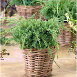 Ienupar Holger, tarator, cu frunzis verde-albastrui, conifer pitic, compact, de ghiveci sau gradina