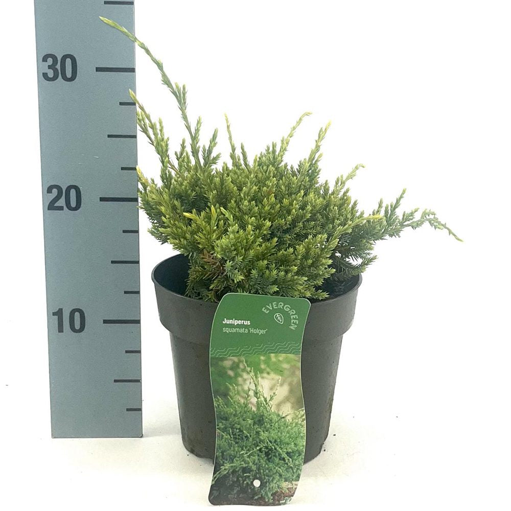 Ienupar Holger, tarator, cu frunzis verde-albastrui, conifer pitic, compact, de ghiveci sau gradina