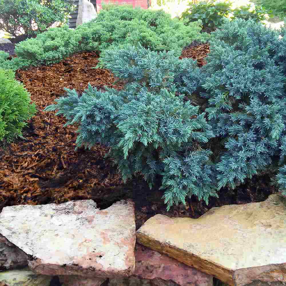 Ienupar Tropical Blue, tarator, conifer decorati cu frunzis albastru, crestere rapida, rezistent la seceta