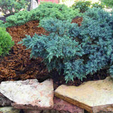 Ienupar Tropical Blue, tarator, conifer decorati cu frunzis albastru, crestere rapida, rezistent la seceta