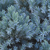 Ienupar Tropical Blue, tarator, conifer decorati cu frunzis albastru, crestere rapida, rezistent la seceta
