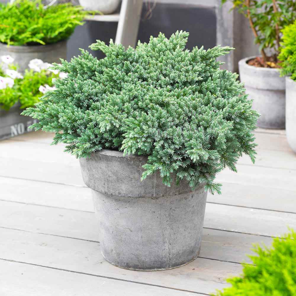 Ienupar Tropical Blue, tarator, conifer decorati cu frunzis albastru, crestere rapida, rezistent la seceta
