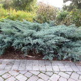 Ienupar de Virginia Grey Owl, frunzis argintiu-verzui, tarator, decorativ argintiu, vesnic verde, ideal pentru taluzuri si stancarii