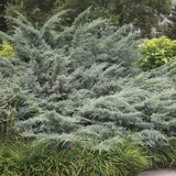 Ienupar de Virginia Grey Owl, frunzis argintiu-verzui, tarator, decorativ argintiu, vesnic verde, ideal pentru taluzuri si stancarii