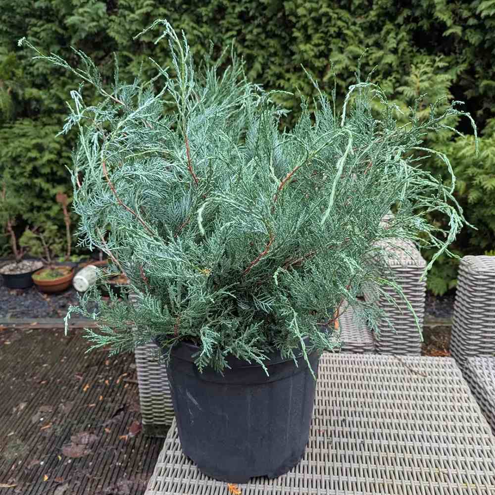 Ienupar de Virginia Grey Owl, frunzis argintiu-verzui, tarator, decorativ argintiu, vesnic verde, ideal pentru taluzuri si stancarii
