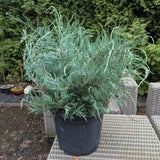 Ienupar de Virginia Grey Owl, frunzis argintiu-verzui, tarator, decorativ argintiu, vesnic verde, ideal pentru taluzuri si stancarii