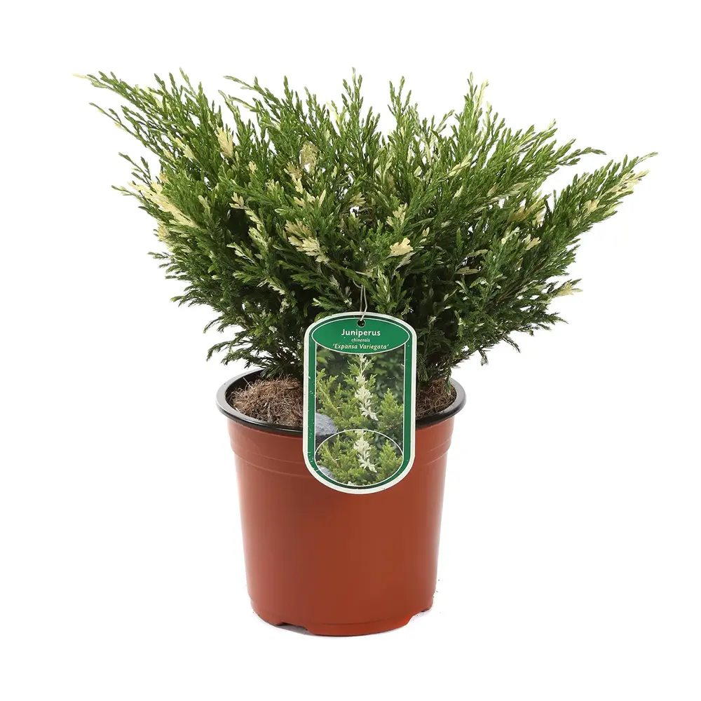 Ienupar Andorra Compact Variegat, tarator, cu frunzis verde intens si varfuri crem, compact, vesnic verde