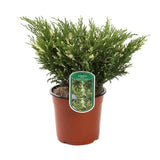 Ienupar Andorra Compact Variegat, tarator, cu frunzis verde intens si varfuri crem, compact, vesnic verde