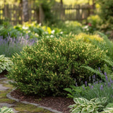 Ienupar Andorra Compact Variegat, tarator, cu frunzis verde intens si varfuri crem, compact, vesnic verde