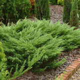 Ienupar Juniperus sabina Tamariscifolia, conifer tarator vesnic verde, ideal pentru taluzuri si stancarii