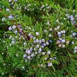 Ienupar Juniperus sabina Tamariscifolia, conifer tarator vesnic verde, ideal pentru taluzuri si stancarii