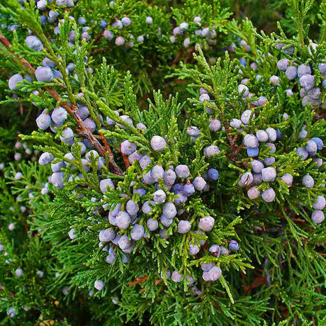 Ienupar Juniperus sabina Tamariscifolia, conifer tarator vesnic verde, ideal pentru taluzuri si stancarii