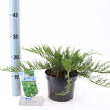 Ienupar Juniperus sabina Tamariscifolia, conifer tarator vesnic verde, ideal pentru taluzuri si stancarii
