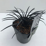 Iarba Neagra (Ophiopogon planiscapus Niger), planta perena cu frunze negre, lucioase, de ghiveci sau borduri