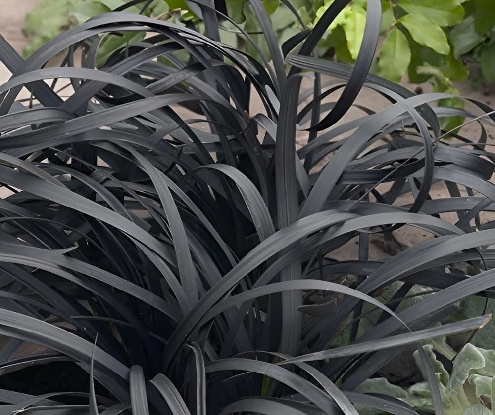Iarba Neagra (Ophiopogon planiscapus Niger), planta perena cu frunze negre, lucioase, de ghiveci sau borduri
