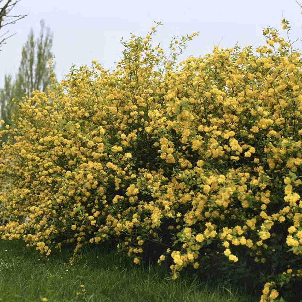 Teisor Kerria japonica Golden Guinea, arbust ornamental cu inflorire galbena abundenta primavara, rezistent la ger