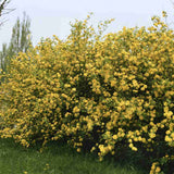 Teisor Kerria japonica Golden Guinea, arbust ornamental cu inflorire galbena abundenta primavara, rezistent la ger