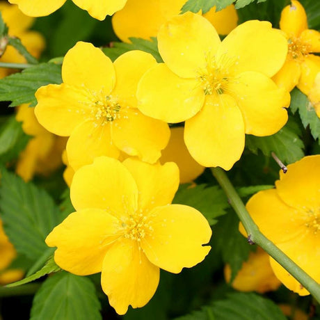 Teisor Kerria japonica Golden Guinea, arbust ornamental cu inflorire galbena abundenta primavara, rezistent la ger