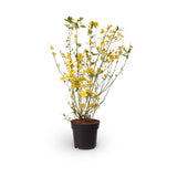 Teisor Kerria japonica Golden Guinea, arbust ornamental cu inflorire galbena abundenta primavara, rezistent la ger