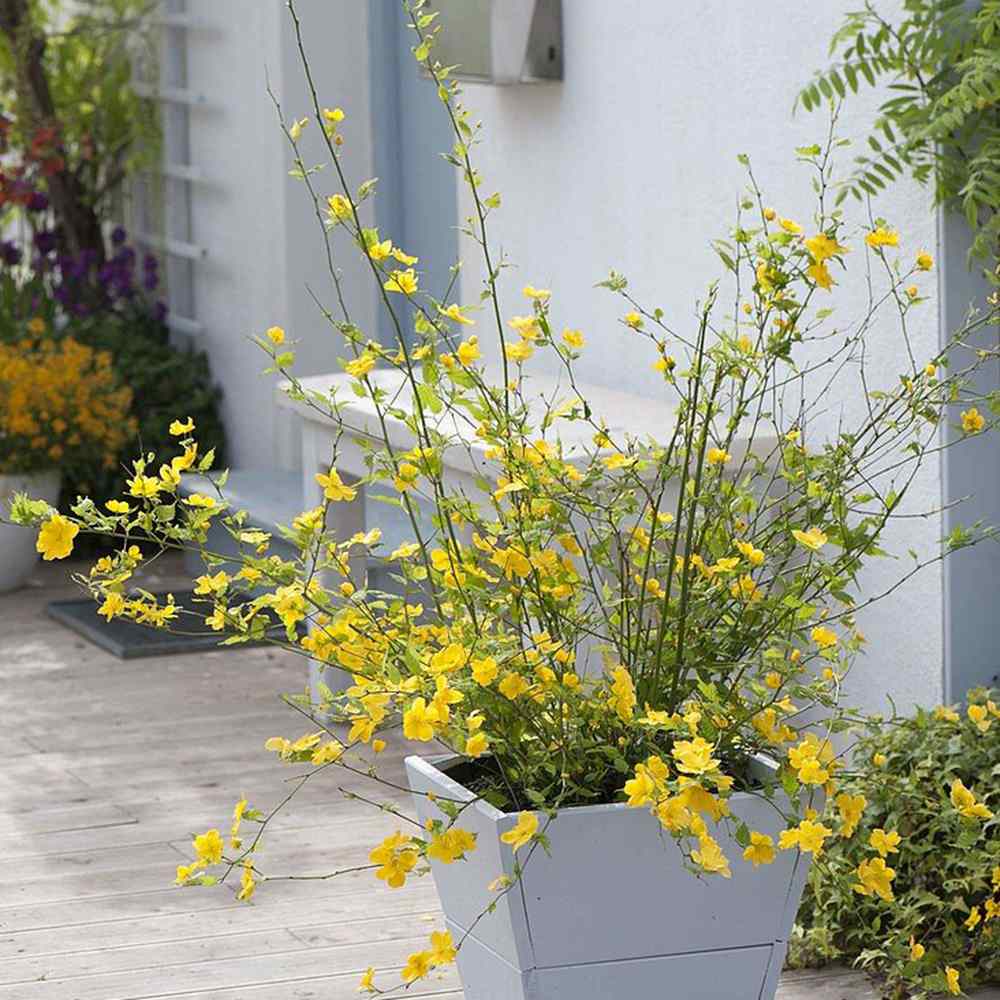 Teisor Kerria japonica Golden Guinea, arbust ornamental cu inflorire galbena abundenta primavara, rezistent la ger