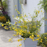 Teisor Kerria japonica Golden Guinea, arbust ornamental cu inflorire galbena abundenta primavara, rezistent la ger