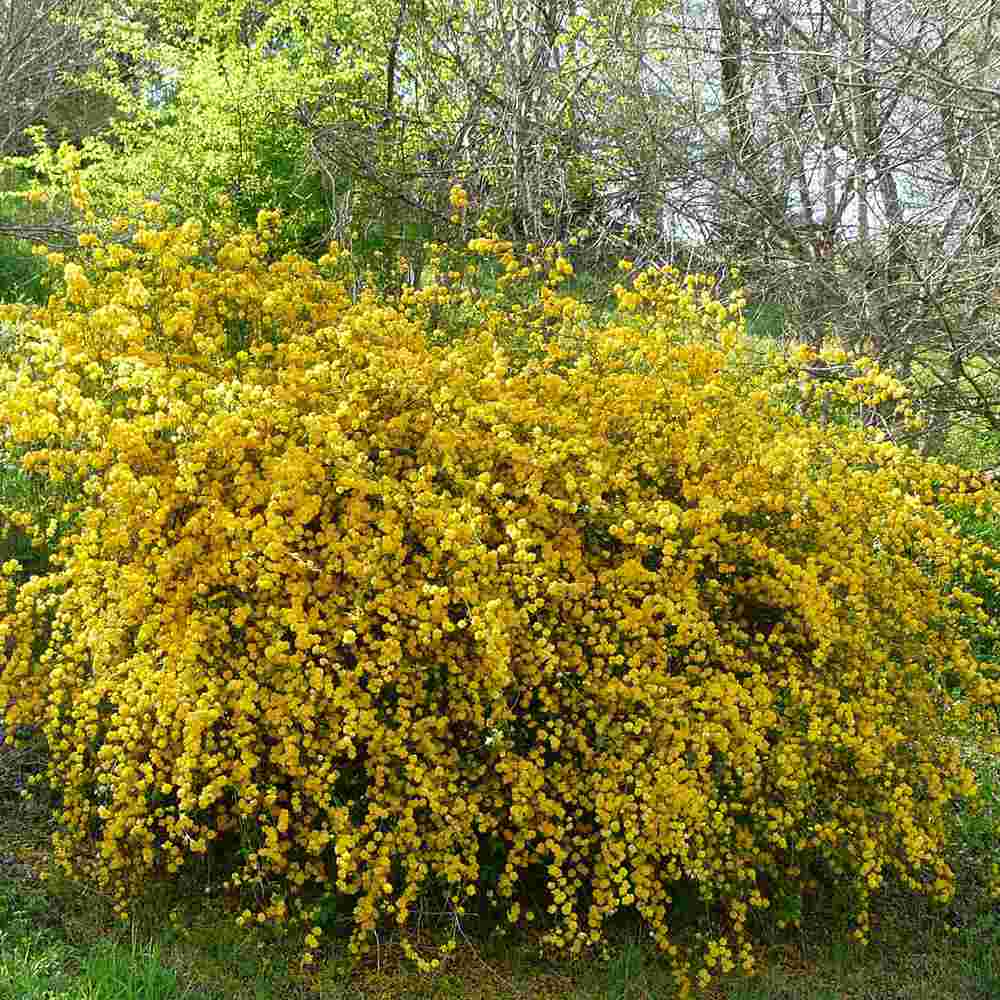 Teisor Kerria japonica Golden Guinea, arbust ornamental cu inflorire galbena abundenta primavara, rezistent la ger