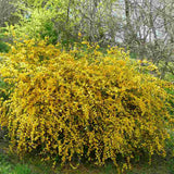 Teisor Kerria japonica Golden Guinea, arbust ornamental cu inflorire galbena abundenta primavara, rezistent la ger