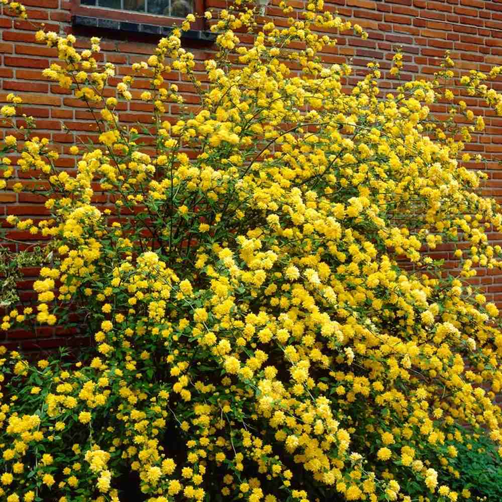Teisor Kerria japonica Golden Guinea, arbust ornamental cu inflorire galbena abundenta primavara, rezistent la ger