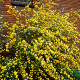 Teisor Kerria japonica Golden Guinea, arbust ornamental cu inflorire galbena abundenta primavara, rezistent la ger