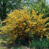 Teisor Kerria japonica Golden Guinea, arbust ornamental cu inflorire galbena abundenta primavara, rezistent la ger