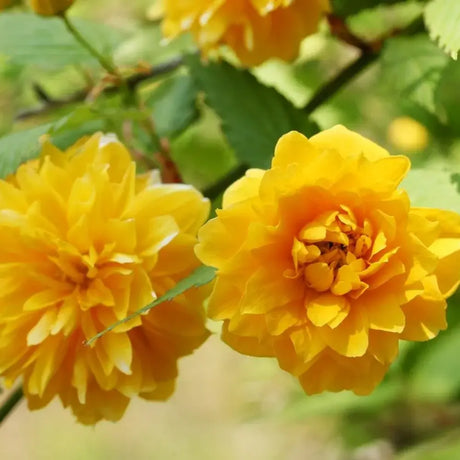 Teisor Kerria japonica Pleniflora, arbust ornamental cu flori duble bogate galbene, rezistent la ger pentru gradina