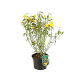 Teisor Kerria japonica Pleniflora, arbust ornamental cu flori duble bogate galbene, rezistent la ger pentru gradina
