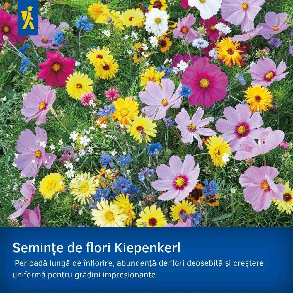 Seminte de degetar salbatic – aspect natural pentru zone umbrite, ajunge pentru 600 Plante