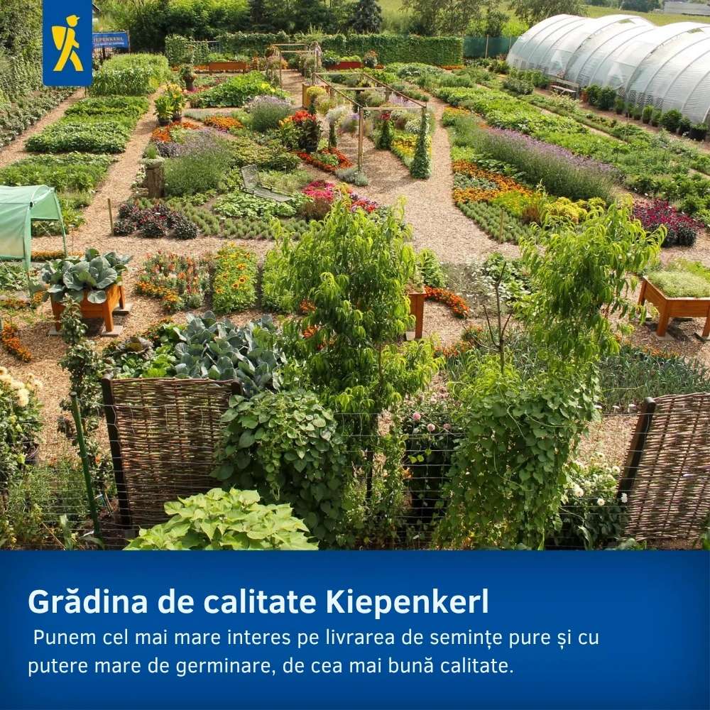 Seminte de degetar salbatic – aspect natural pentru zone umbrite, ajunge pentru 600 Plante