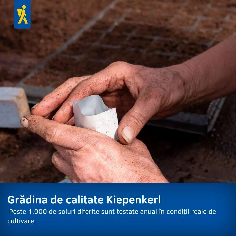Seminte de degetar salbatic – aspect natural pentru zone umbrite, ajunge pentru 600 Plante