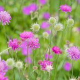 Knautia Melton Pastels, planta perena cu flori Ppastelate pentru polenizatori si gradini naturale