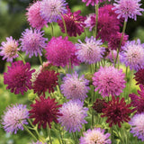 Knautia Melton Pastels, planta perena cu flori Ppastelate pentru polenizatori si gradini naturale