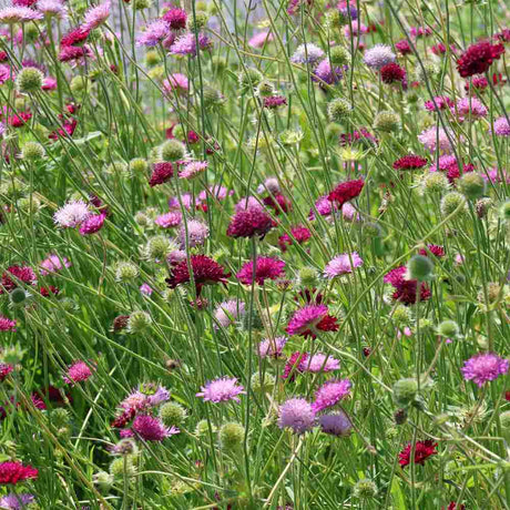 Knautia Melton Pastels, planta perena cu flori Ppastelate pentru polenizatori si gradini naturale
