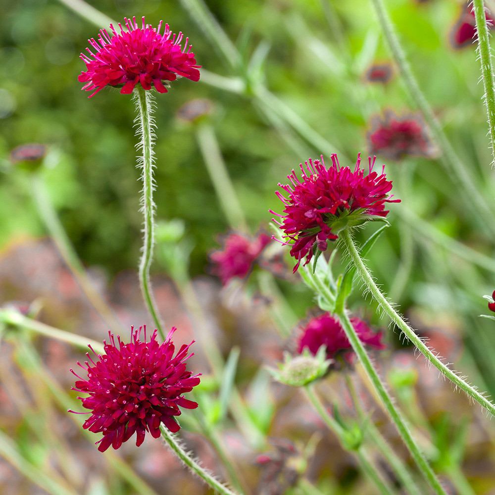 Knautia macedonica, planta perena cu flori bordo pentru polenizatori