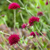 Knautia macedonica, planta perena cu flori bordo pentru polenizatori